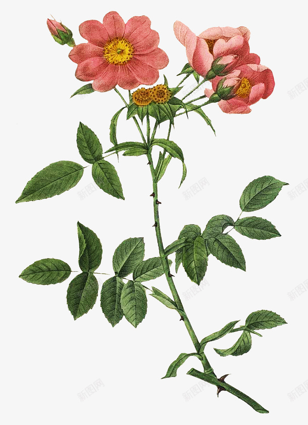 手绘红色月季花png免抠素材_88icon https://88icon.com 四季花 手绘植物花卉 月季花 月月红 月月花 植物图谱 胜春 长春花