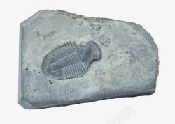 浮游生物灰色浮游生物化石高清图片