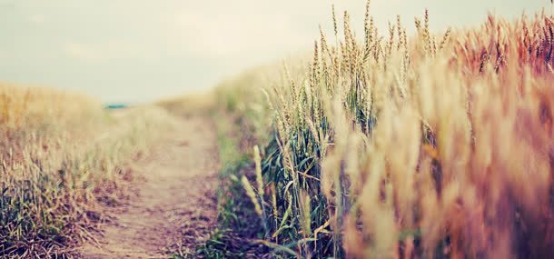 乡村自然风光背景jpg设计背景_88icon https://88icon.com 小麦 背景 自然风光 麦田