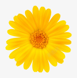 黄色鲜艳的散开的一朵大花实物素材