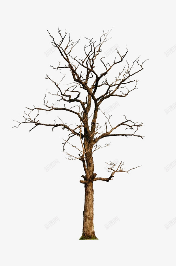 凌乱的缠绕的树枝png免抠素材_88icon https://88icon.com 凌乱 大自然 枝丫 枝叶 柳条 树木 树林 树根 缠绕的树枝 自然
