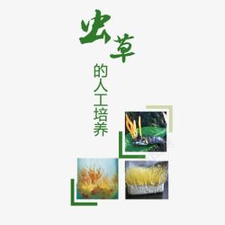 简约实用植物杂志封底素材