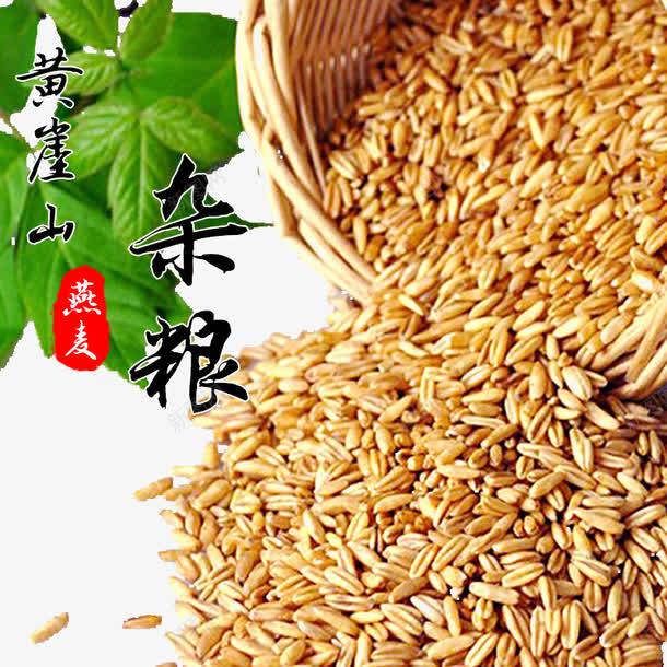 天猫食品燕麦png免抠素材_88icon https://88icon.com 五谷杂粮 大米 大麦茶 小黄米 杂粮 燕麦 燕麦片 粗粮 紫米 胚芽 苦荞茶 荞麦茶 谷物 麦片 黑米