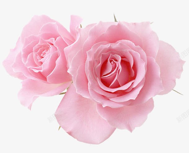 两个粉红玫瑰花朵png免抠素材_88icon https://88icon.com 两个 玫瑰 粉红 花朵