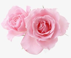 玫瑰图一朵两个粉红玫瑰花朵高清图片