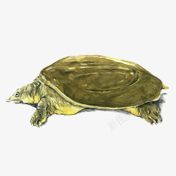 绿色乌龟鳖图案绘画素材