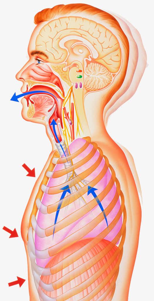 呼吸系统医疗插图png免抠素材_88icon https://88icon.com 吸气 呼吸系统 呼吸道 空气流动 鼻腔