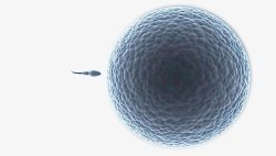 卵子生物卵细胞高清图片