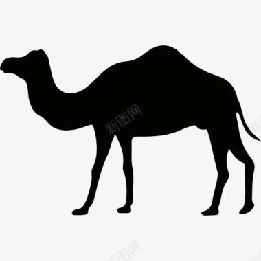 晕眩的骆驼单峰骆驼图标图标