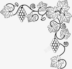 葡萄藤叶下水墨浅色装饰手绘葡萄园图高清图片