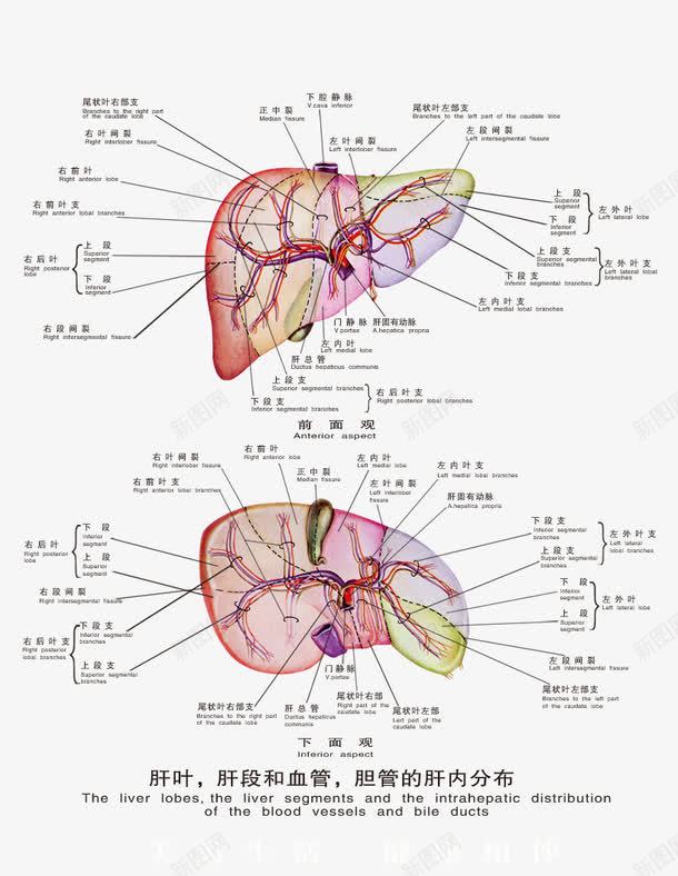 医疗人体科室挂图png免抠素材_88icon https://88icon.com 医疗 科室挂图 肝脏 血管