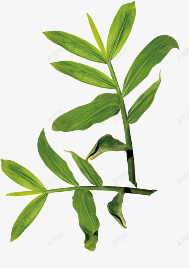 嫩绿的叶子png免抠素材_88icon https://88icon.com PNG PNG素材 中药 免费 免费PNG素材 免费素材 手绘 植物 绿色