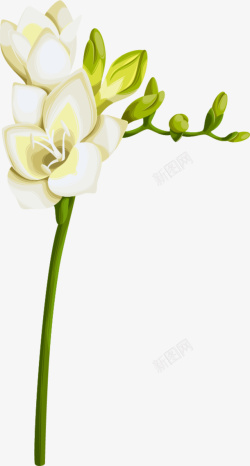 栀子花装饰唯美白色花朵高清图片