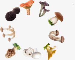 茶树菇手绘蘑菇高清图片