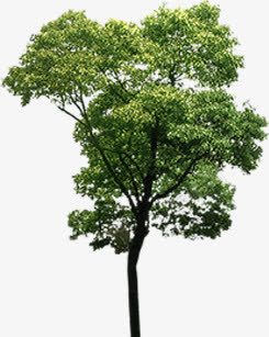 花草灌木景观植物png免抠素材_88icon https://88icon.com 景观 植物 灌木 花草
