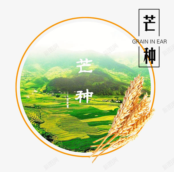 芒种二十四节气小麦psd免抠素材_88icon https://88icon.com 丰收 喜悦 小麦 硕果 稻子 稻子logou 芒种