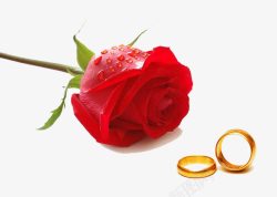 新娘的订婚红玫瑰和对戒高清图片