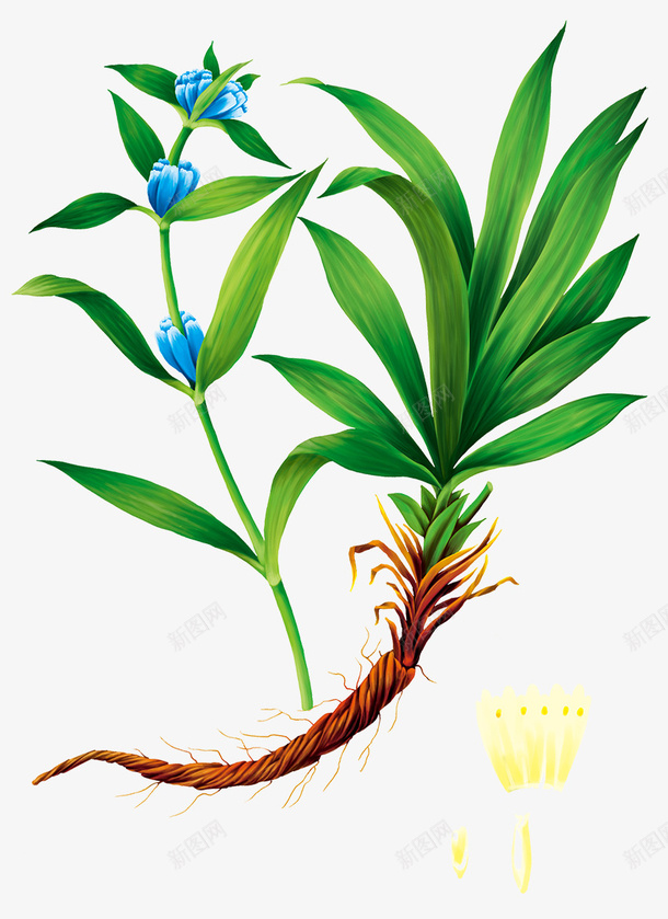 本草纲目中的植物秦艽png免抠素材_88icon https://88icon.com 本草 秦艽 纲目 绿色植物