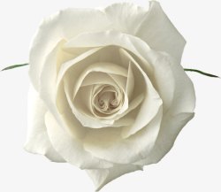 白色纯洁玫瑰素材