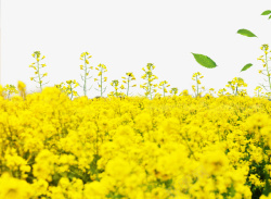 黄色春季油菜花开素材