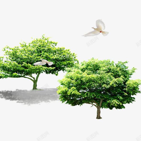 鸽子飞过绿树旁png免抠素材_88icon https://88icon.com 树叶 树木 白色 绿树 绿色 鸽子