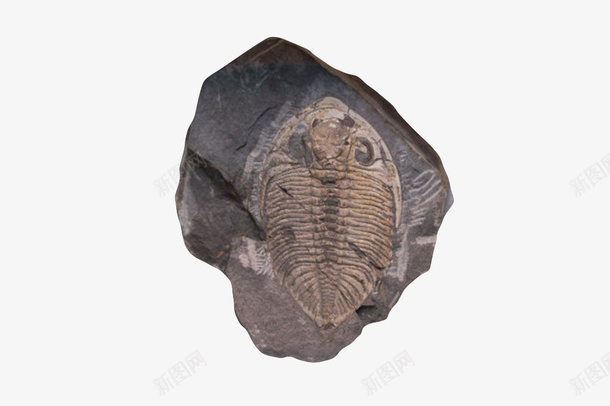 黑色鹦鹉螺化石实物png免抠素材_88icon https://88icon.com 价值 化石 古生物 水生动物 珍贵 生物化石 石头 科学家 科研 考研 鱼类
