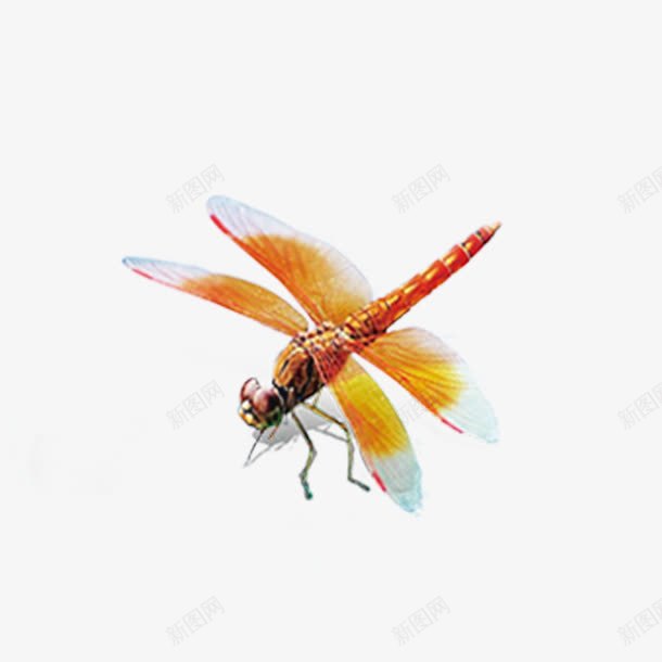 蜻蜓飞舞png免抠素材_88icon https://88icon.com 昆虫 翅膀 蜻蜓 飞舞