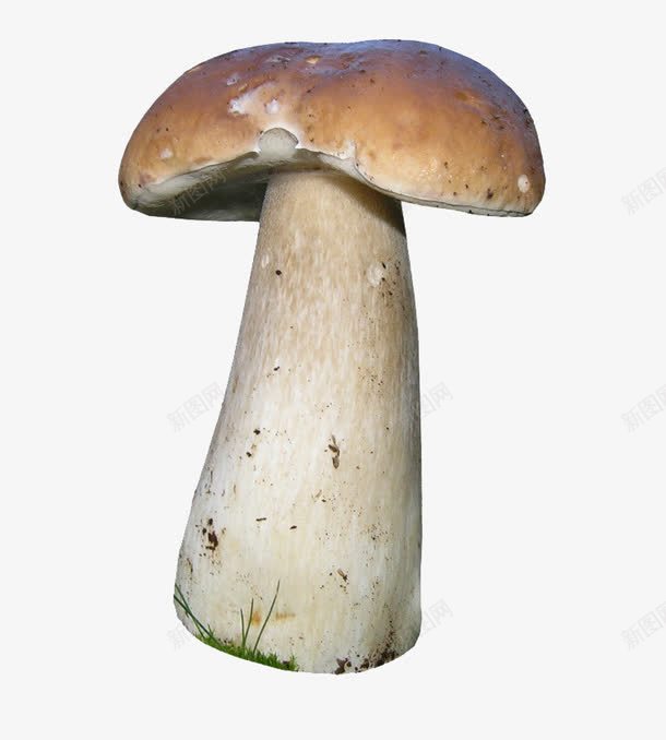 新鲜牛肝菌png免抠素材_88icon https://88icon.com png 产品实物 时令蔬菜 绿色食品 菌类 蔬菜