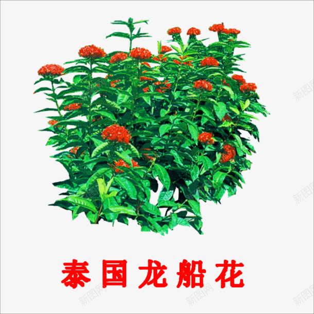 泰国龙船花png免抠素材_88icon https://88icon.com 小植物 龙船花