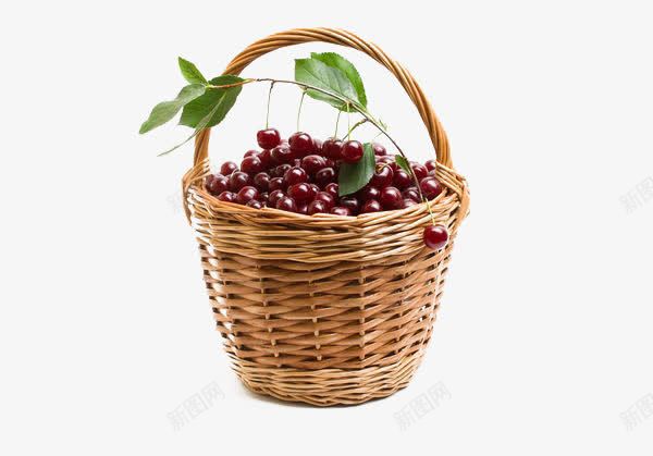 一箩筐樱桃采摘png免抠素材_88icon https://88icon.com 一箩筐 丰收 大丰收 小樱桃 枚红色 樱桃 樱桃采摘 水果 竹筐