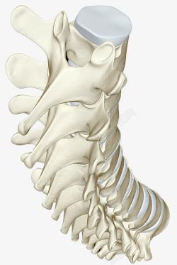 尾端脊椎骨头素材