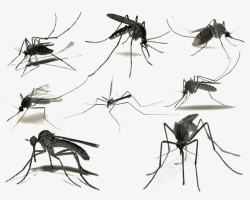 蚊子背景水墨画蚊子高清图片