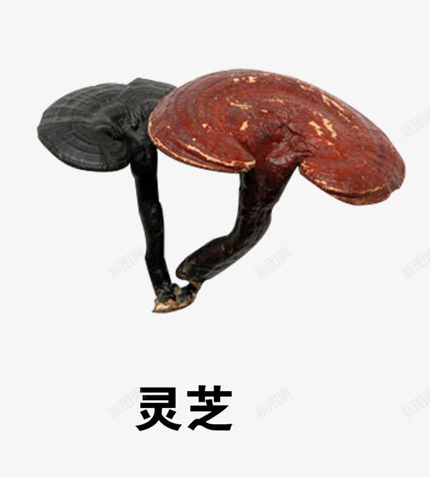 灵芝png免抠素材_88icon https://88icon.com 中医 中草药 中药 医疗保健