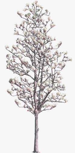 白色玉兰花树木装饰图案素材