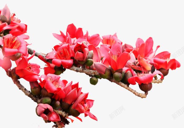 美丽的木棉花png免抠素材_88icon https://88icon.com 摄影 木棉树 木棉花 木棉花树 树木 树枝 植物 红色 自然 花卉 花朵