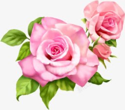 粉色鲜艳玫瑰花素材