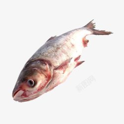 产品实物食材花鲢鱼素材