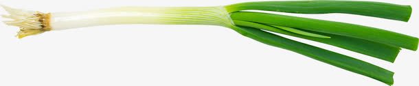 一根大葱png免抠素材_88icon https://88icon.com 一捆 大葱 矢量装饰 蔬菜 装饰