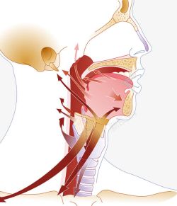 喊破喉咙鼻腔空气流动方向高清图片
