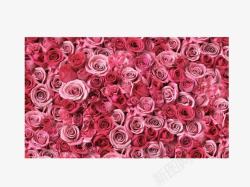 素材修饰装饰玫瑰花墙高清图片