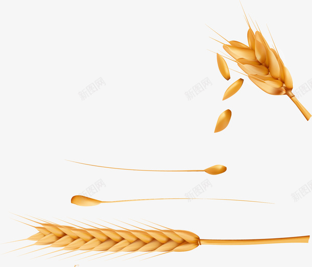 手绘小麦矢量图ai免抠素材_88icon https://88icon.com 五谷杂粮 小麦 手绘 稻子 粮食 金色的麦穗 麦穗 矢量图