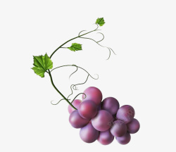 手绘紫色葡萄藤蔓素材