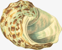 螺壳多样的手绘海6高清图片