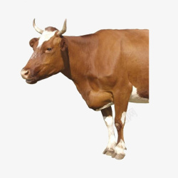 强壮的牛棕色的牛动物元素高清图片