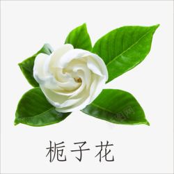 栀子花朵栀子花朵高清图片