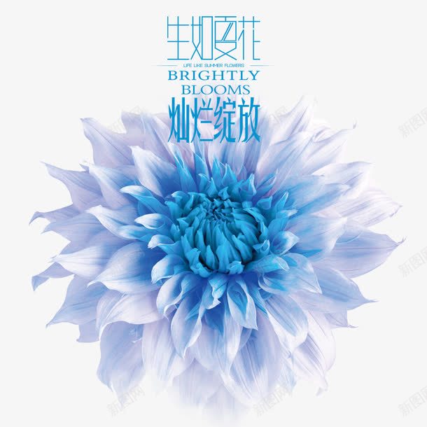 生如夏花png免抠素材_88icon https://88icon.com 绽放 花 花朵 蓝色