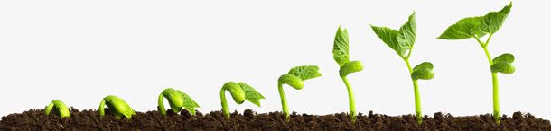 生长的植物种子png免抠素材_88icon https://88icon.com 农作物种子 植物 生长 种子