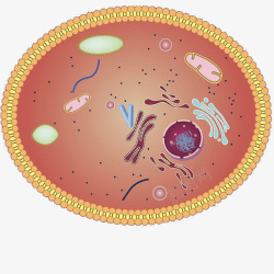 卡通细胞卡通动物细胞结构图高清图片