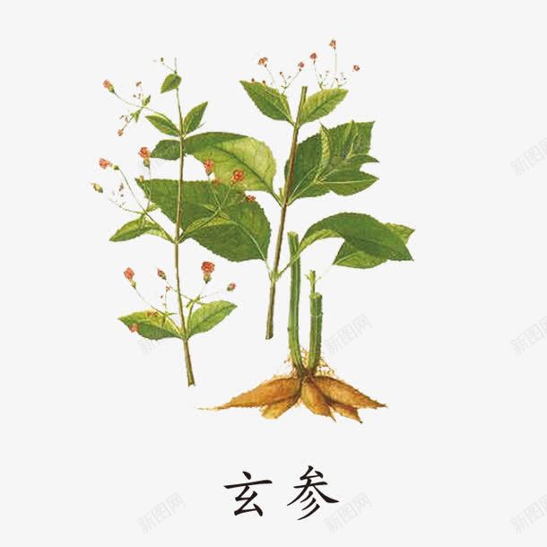 玄参草药png免抠素材_88icon https://88icon.com 中国风草药 玄参 草药 草药植物 药草