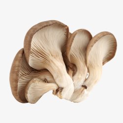 黑牡丹菇一把新鲜的平菇高清图片